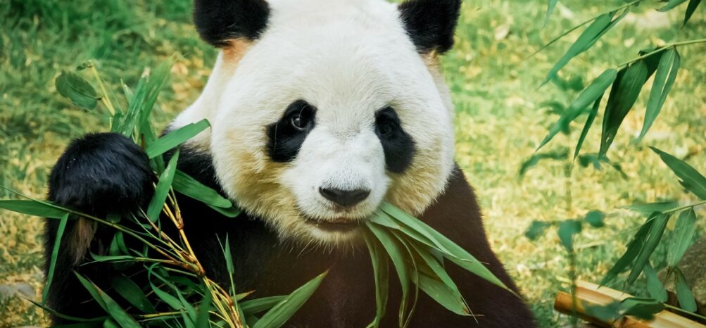 A giant panda eating bamboo at Zoo Atlanta